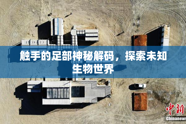 触手的足部神秘解码，探索未知生物世界