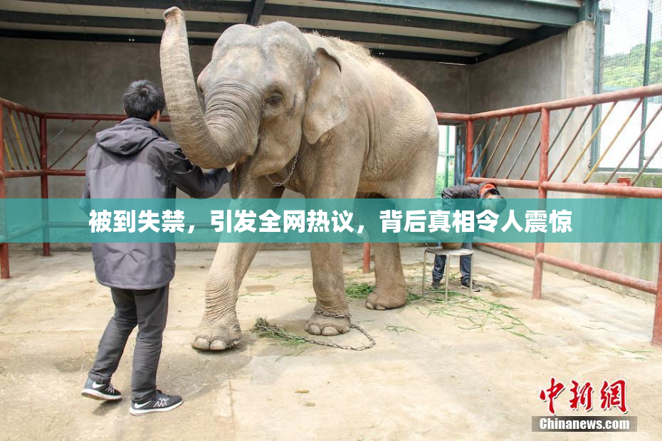 被到失禁，引发全网热议，背后真相令人震惊