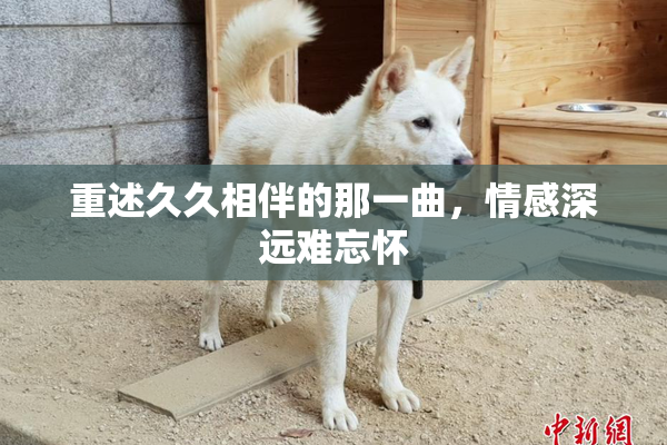 重述久久相伴的那一曲，情感深远难忘怀
