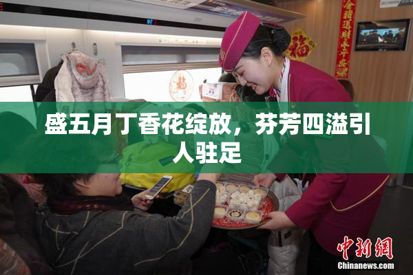 盛五月丁香花绽放，芬芳四溢引人驻足