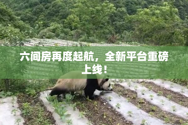六间房再度起航，全新平台重磅上线！
