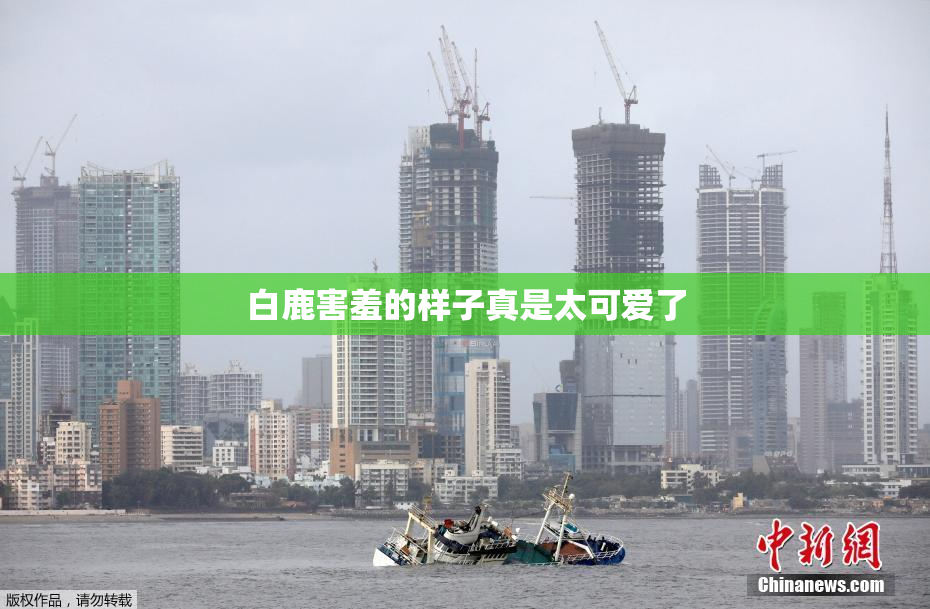 白鹿害羞的样子真是太可爱了