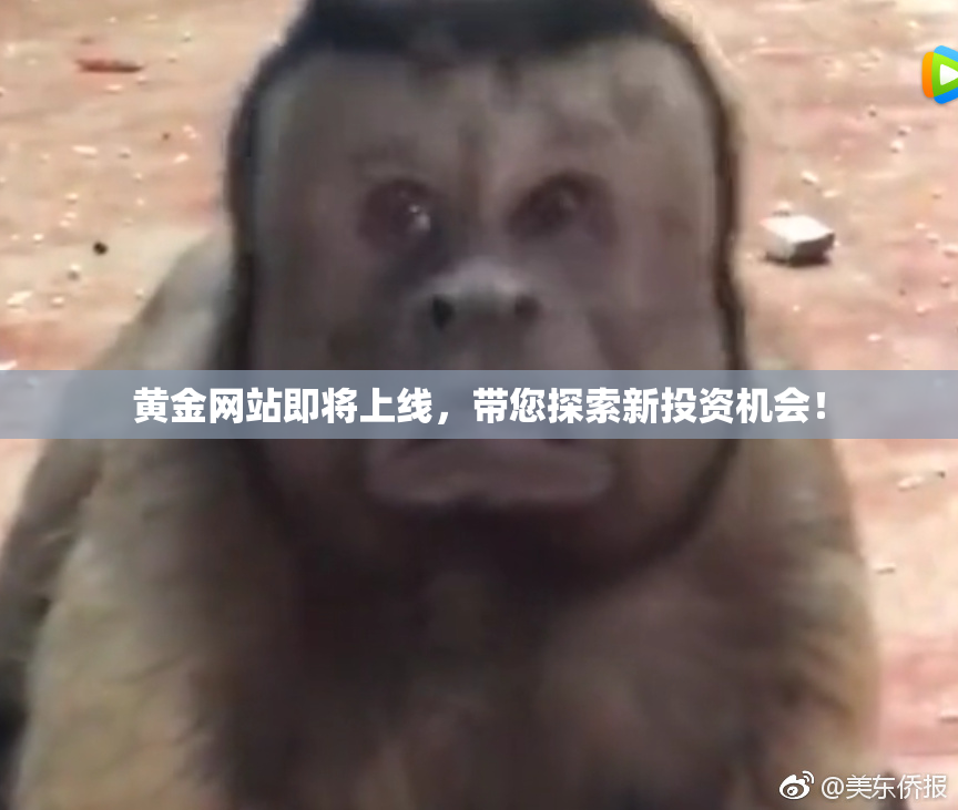 黄金网站即将上线，带您探索新投资机会！