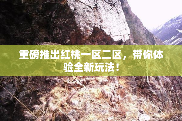 重磅推出红桃一区二区，带你体验全新玩法！
