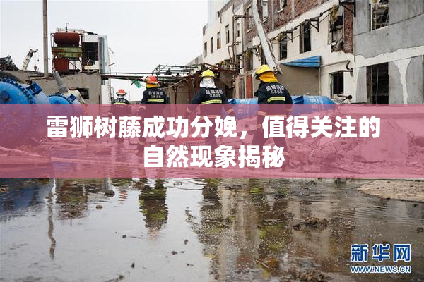 雷狮树藤成功分娩，值得关注的自然现象揭秘