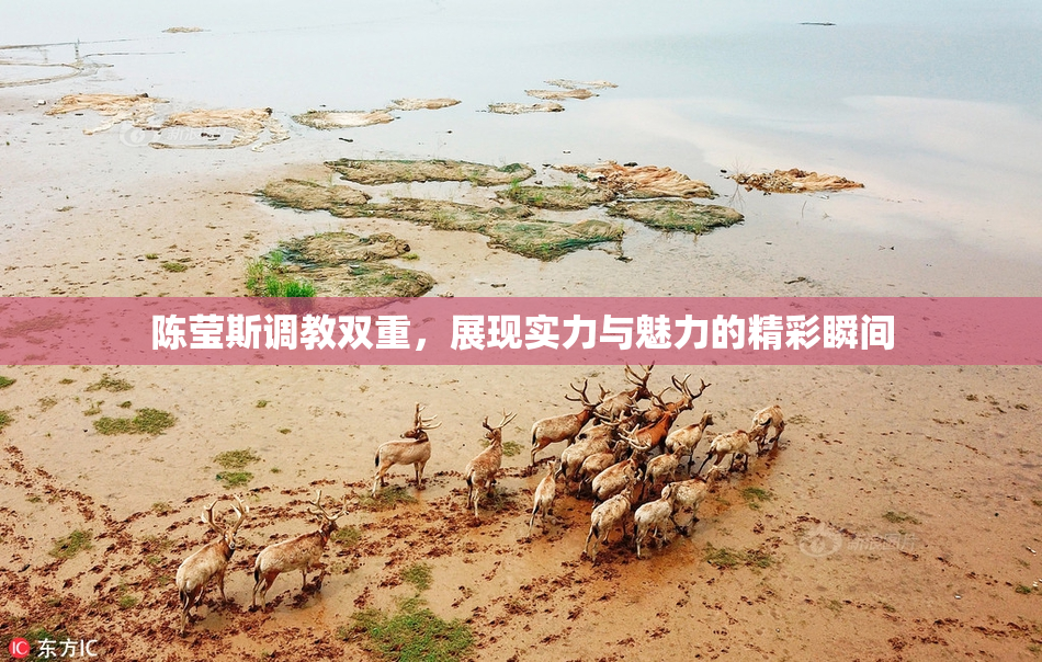 陈莹斯调教双重，展现实力与魅力的精彩瞬间