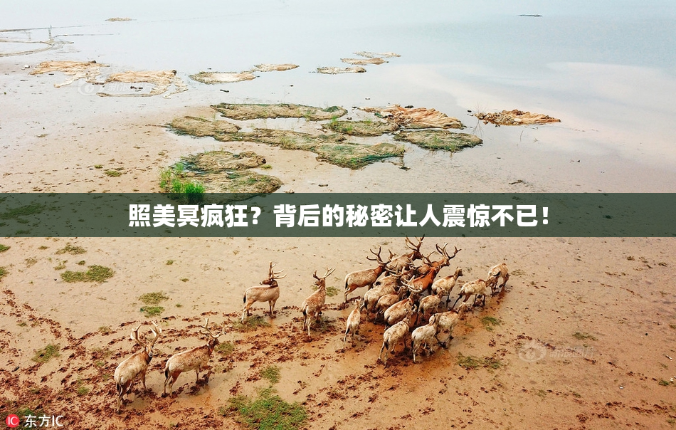 照美冥疯狂？背后的秘密让人震惊不已！