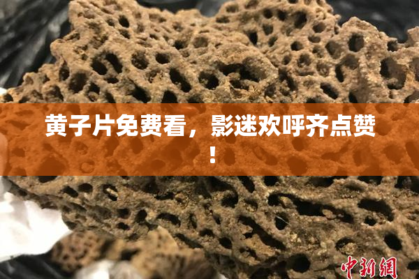 黄子片免费看，影迷欢呼齐点赞！