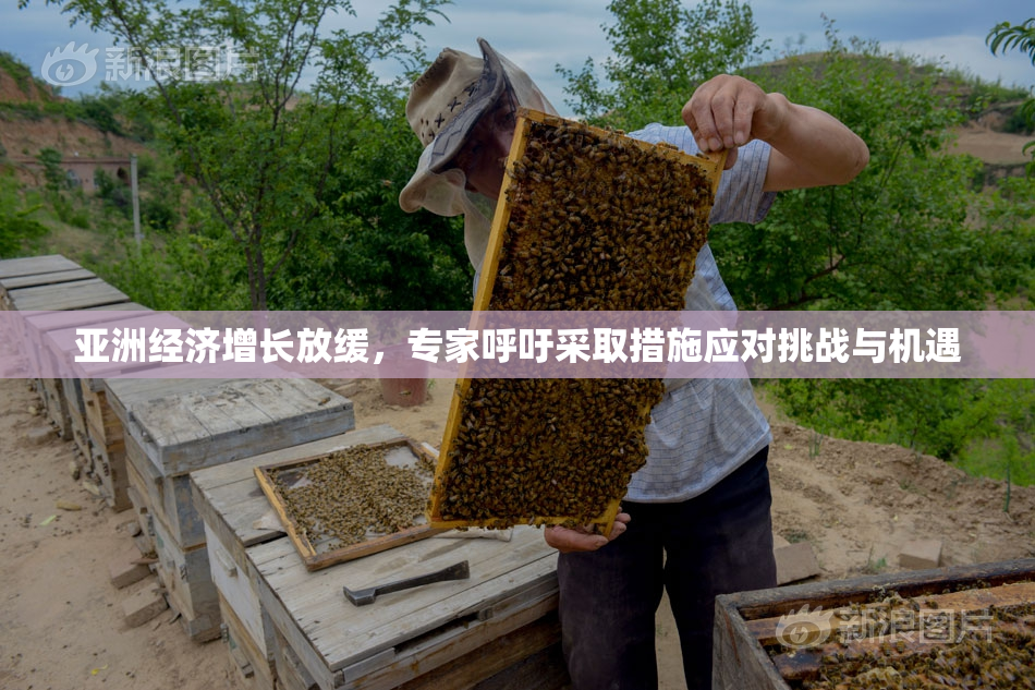 亚洲经济增长放缓，专家呼吁采取措施应对挑战与机遇
