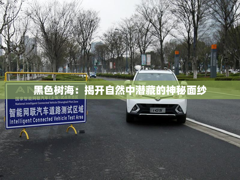 黑色树海：揭开自然中潜藏的神秘面纱