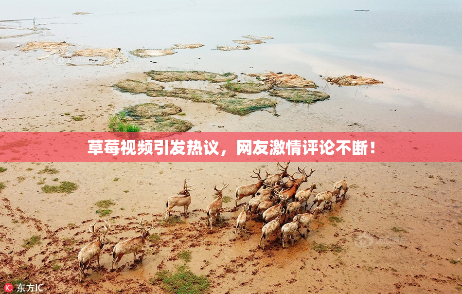 草莓视频引发热议，网友激情评论不断！