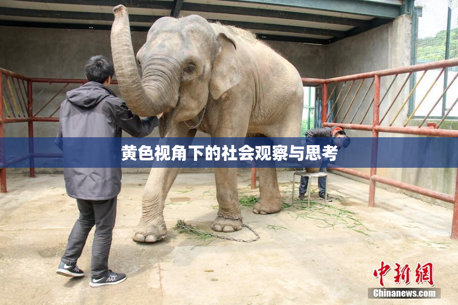 黄色视角下的社会观察与思考
