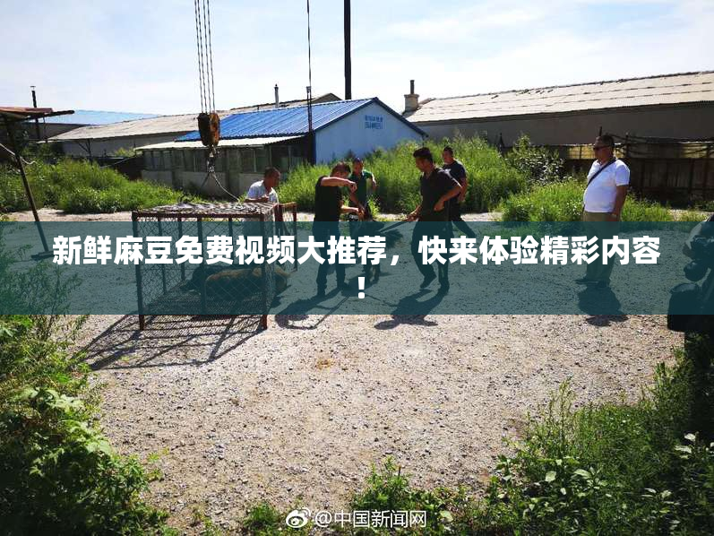 新鲜麻豆免费视频大推荐，快来体验精彩内容！