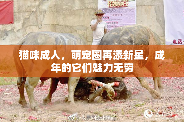 猫咪成人，萌宠圈再添新星，成年的它们魅力无穷