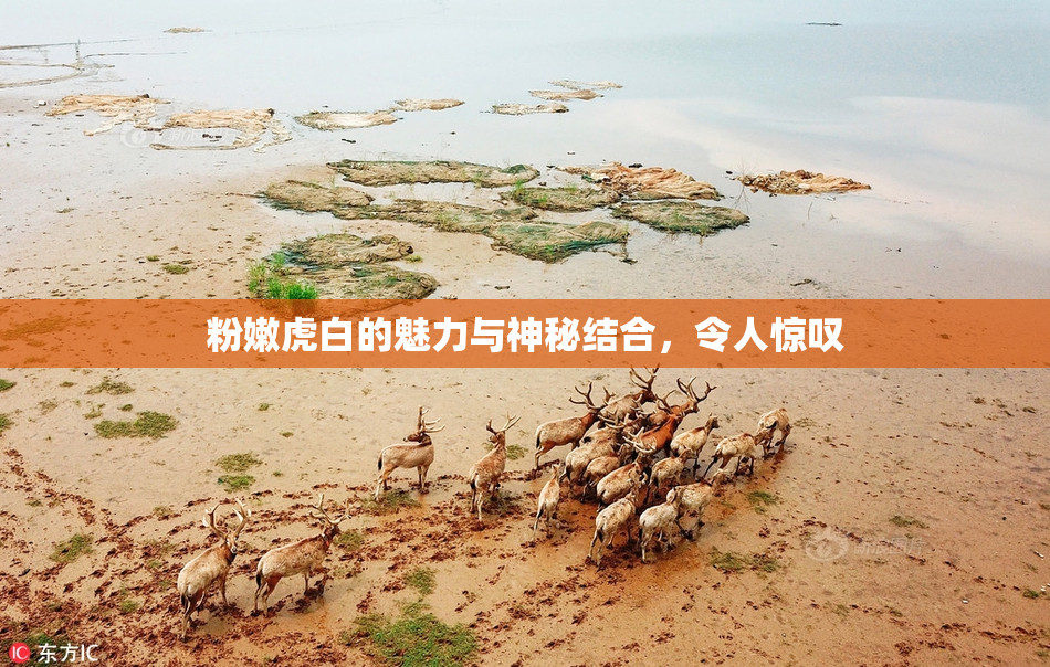粉嫩虎白的魅力与神秘结合，令人惊叹