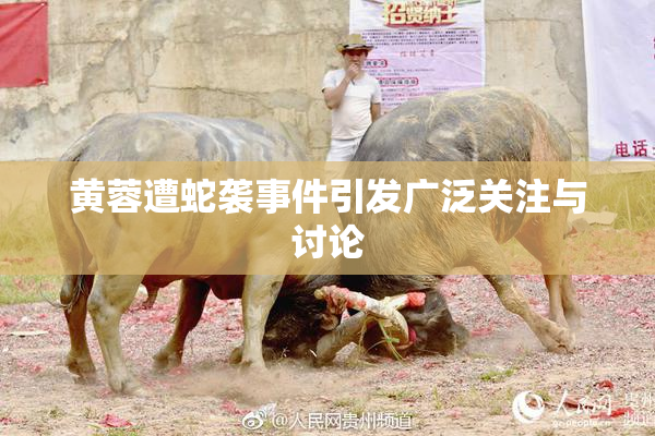 黄蓉遭蛇袭事件引发广泛关注与讨论
