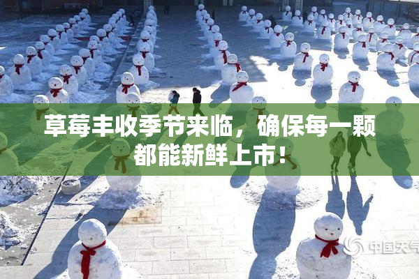 草莓丰收季节来临，确保每一颗都能新鲜上市！