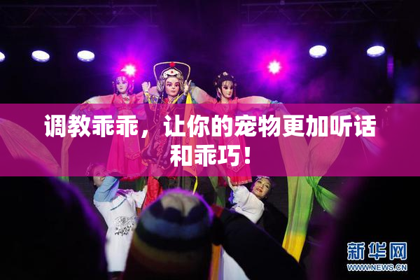 调教乖乖，让你的宠物更加听话和乖巧！
