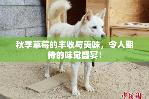 秋季草莓的丰收与美味，令人期待的味觉盛宴！