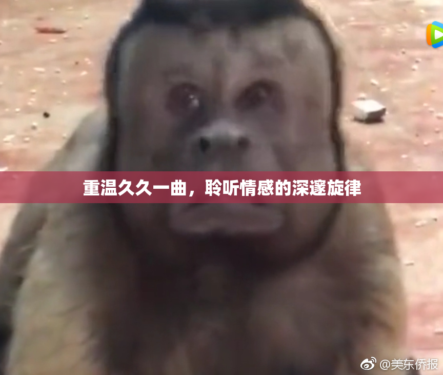 重温久久一曲，聆听情感的深邃旋律