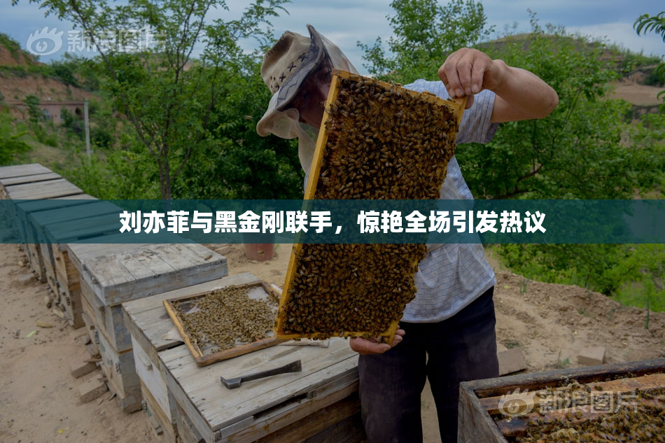 刘亦菲与黑金刚联手，惊艳全场引发热议