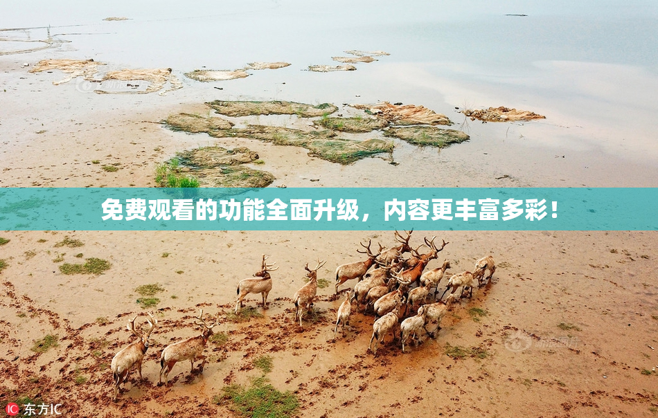 免费观看的功能全面升级，内容更丰富多彩！
