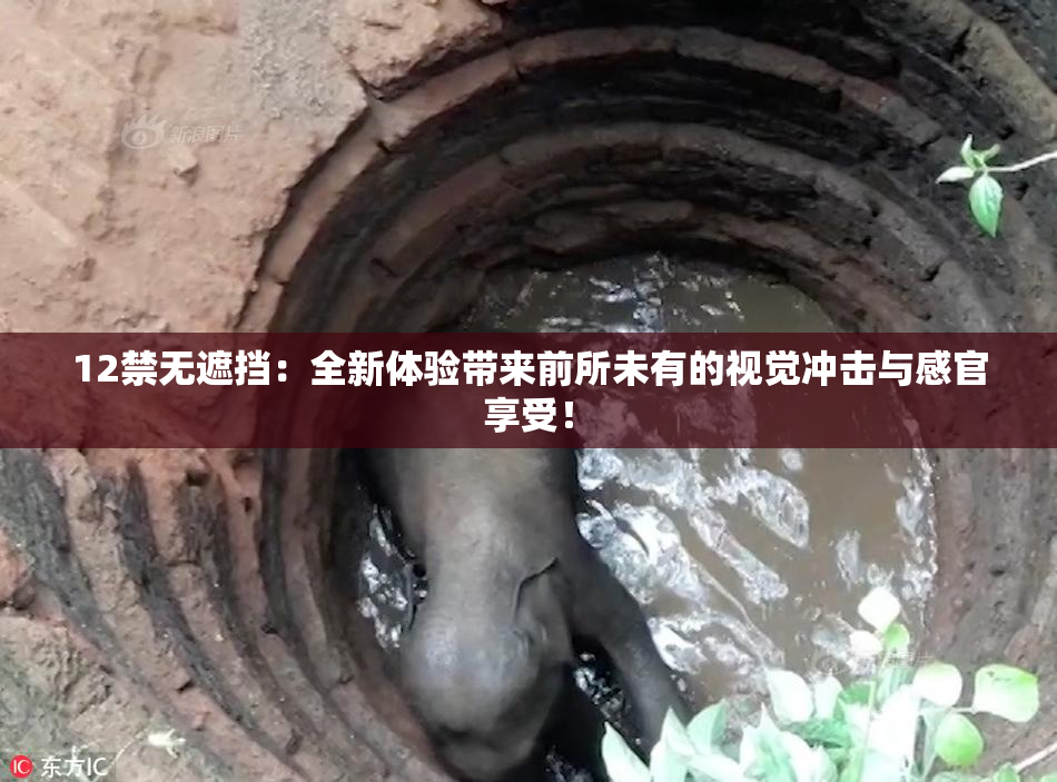 12禁无遮挡：全新体验带来前所未有的视觉冲击与感官享受！