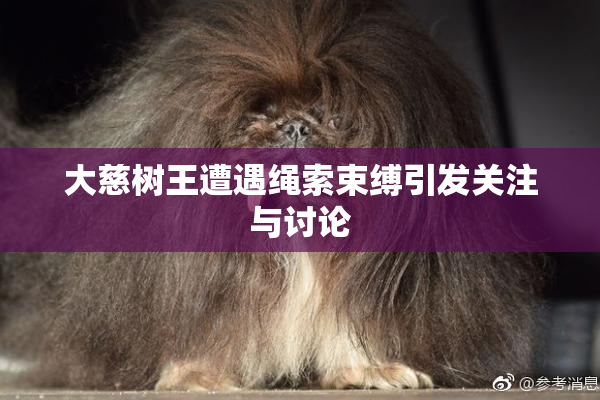 大慈树王遭遇绳索束缚引发关注与讨论