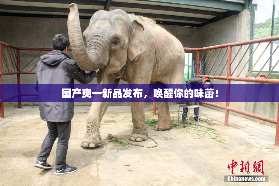国产爽一新品发布，唤醒你的味蕾！