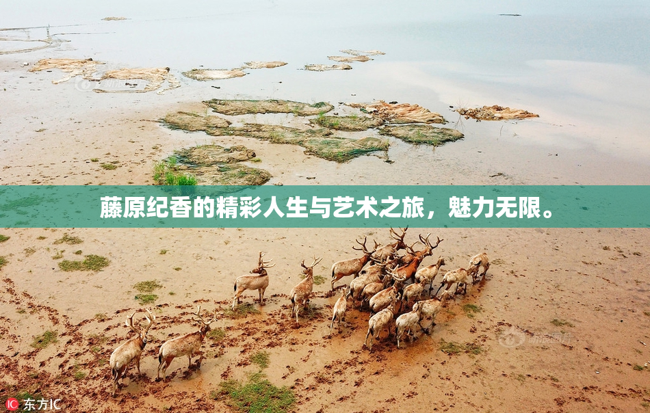 藤原纪香的精彩人生与艺术之旅，魅力无限。