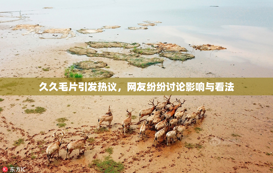 久久毛片引发热议，网友纷纷讨论影响与看法