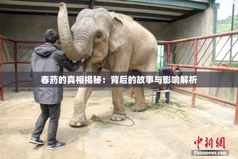 春药的真相揭秘：背后的故事与影响解析
