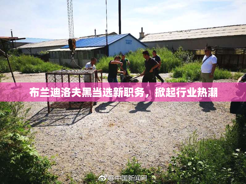 布兰迪洛夫黑当选新职务，掀起行业热潮