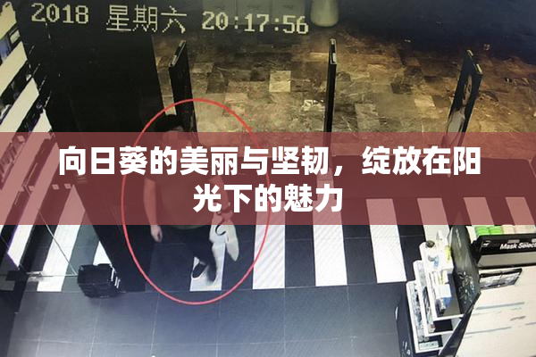 向日葵的美丽与坚韧，绽放在阳光下的魅力