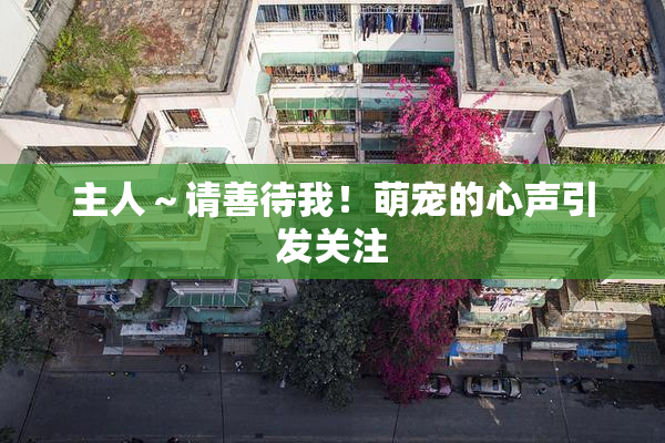 主人～请善待我！萌宠的心声引发关注
